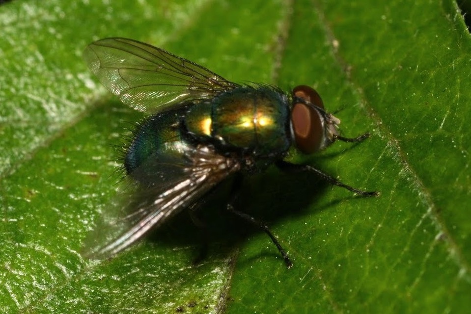 Lucilia