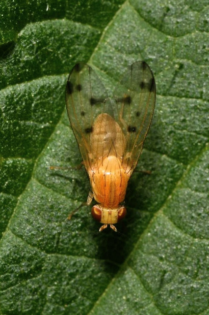 Homoneura