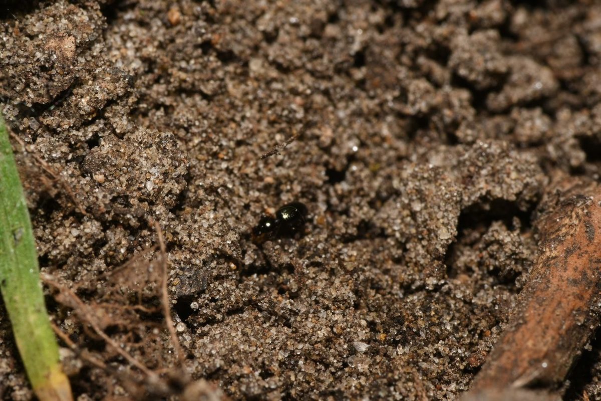 Dyschirius globosus - apró ásófutó