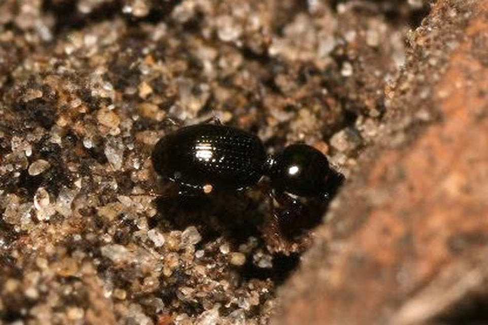 Dyschirius globosus - apró ásófutó