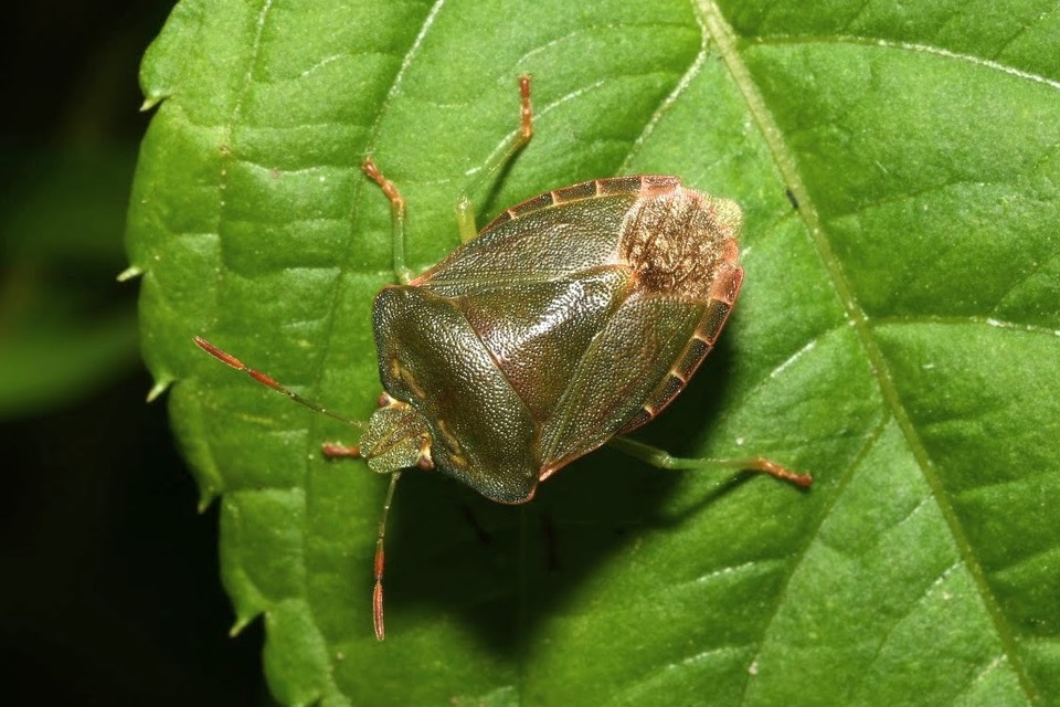 Palomena prasina - zöld bogyómászó-poloska Palomena prasina - zöld bogyómászó-poloska
