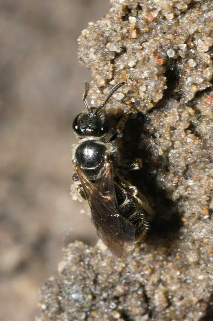 Lasioglossum