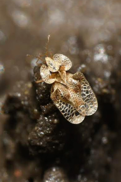 Corythucha arcuata - tölgy-csipkéspoloska