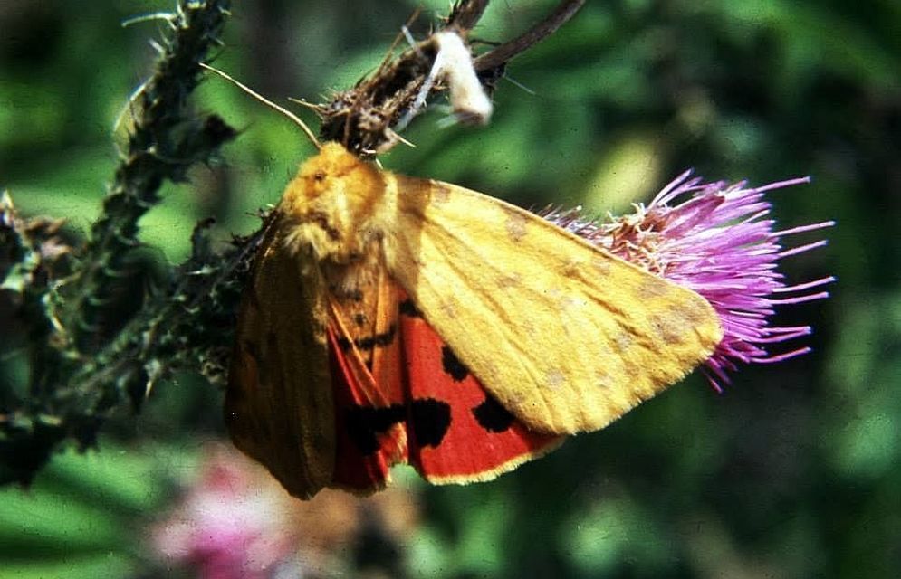 Rhyparia purpurata - bíborszínű medvelepke