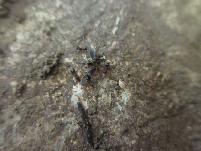 Myrmecina graminicola - ráncoshangya