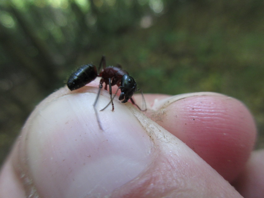 Camponotus ligniperda - faodvasító lóhangya