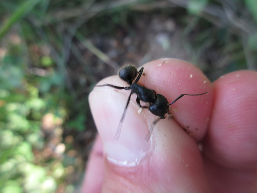 Camponotus vagus - fekete lóhangya