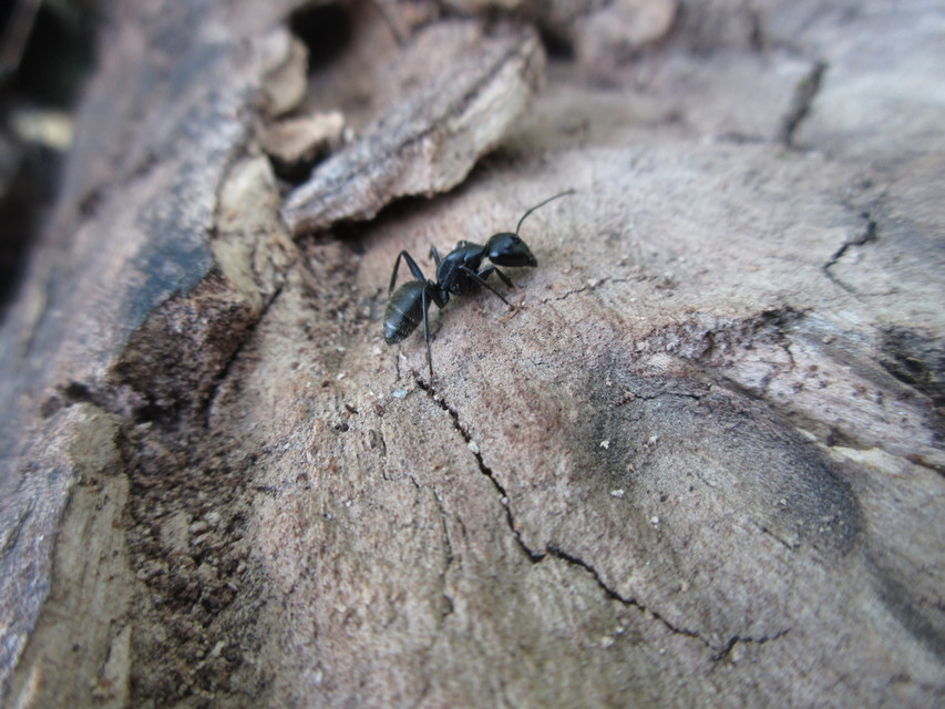 Camponotus vagus - fekete lóhangya