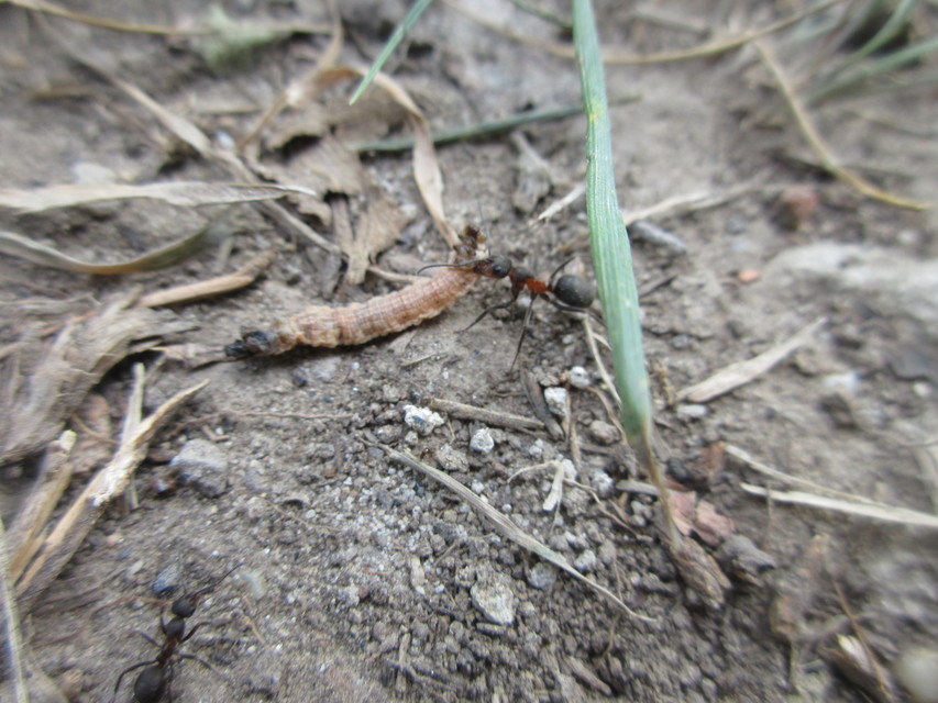 Formica pratensis - réti vöröshangya