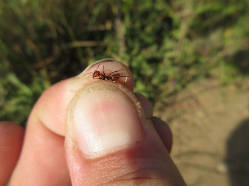 Polyergus rufescens - amazonhangya
