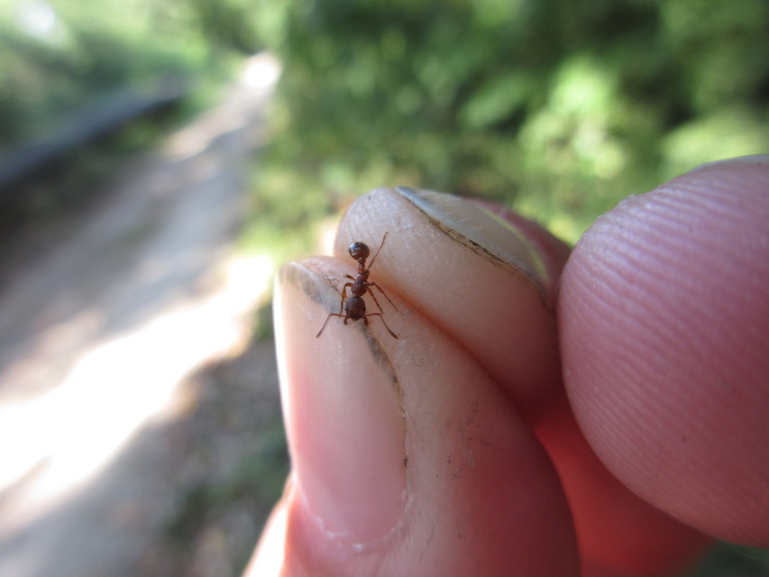 Myrmica ruginodis - erdei bütyköshangya