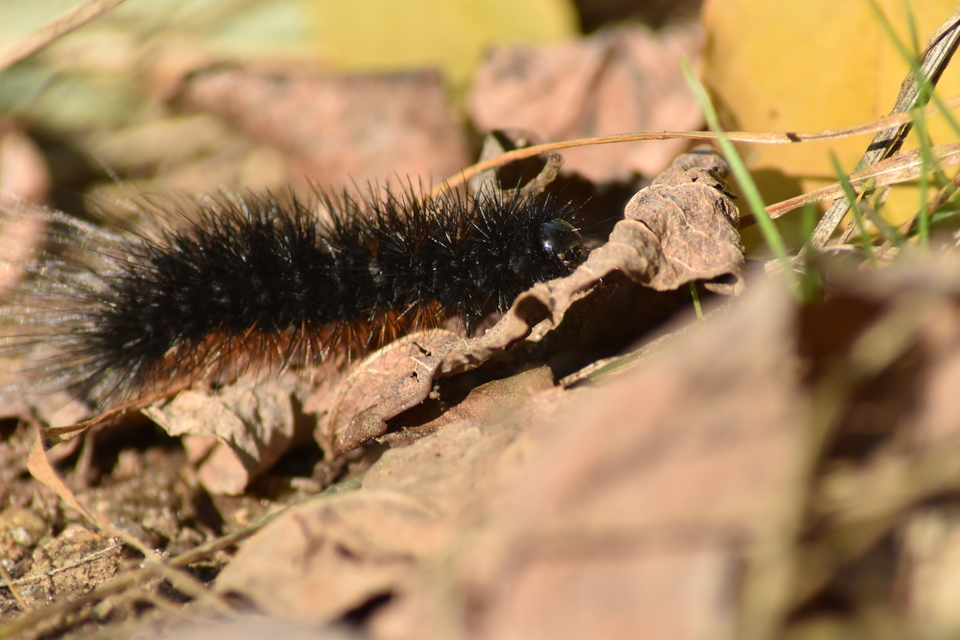 Hyphoraia aulica - barna medvelepke