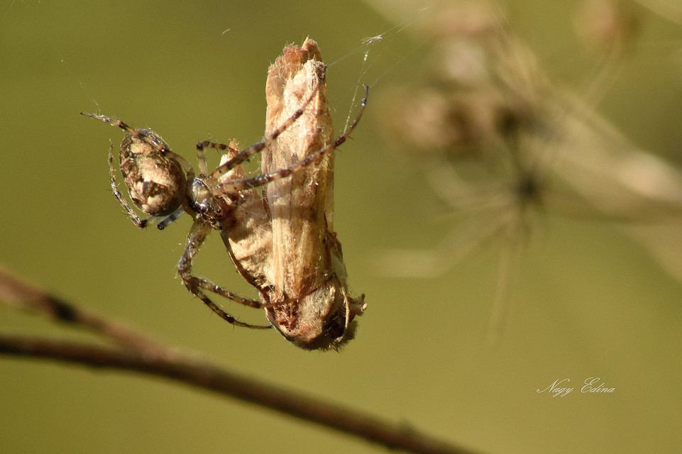 Metellina segmentata/mengei