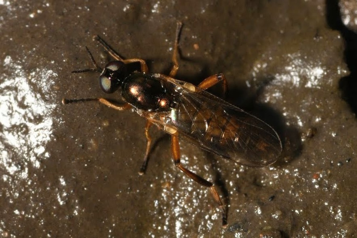 Chorisops tibialis - fémzöld tüskéslégy