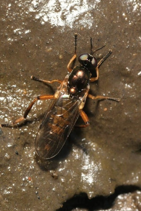 Chorisops tibialis - fémzöld tüskéslégy
