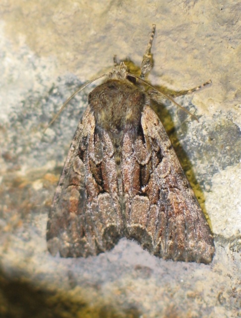 Lacanobia thalassina - borbolya-kertibagoly