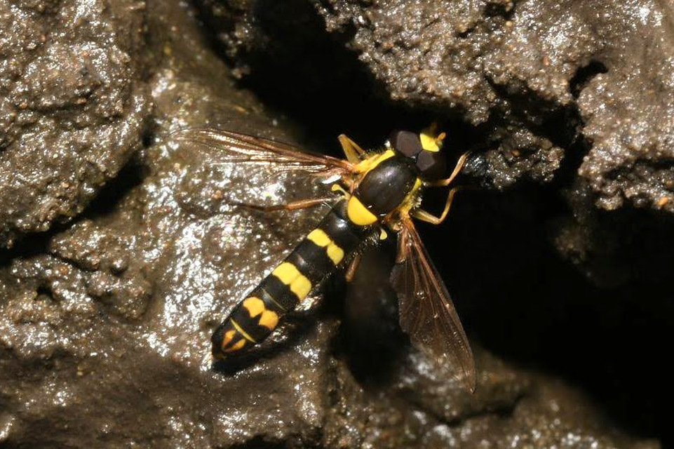 Sphaerophoria scripta - tarka darázslégy