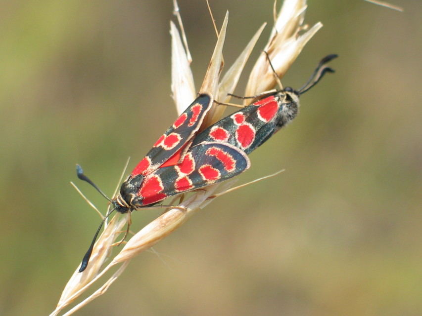 Zygaena carniolica - fehérgyűrűs csüngőlepke