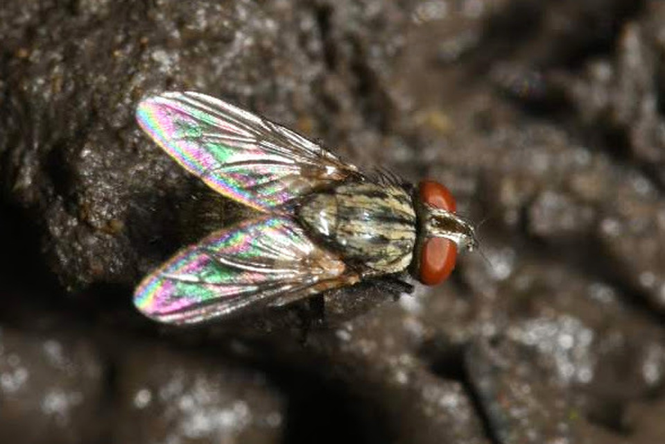 Sarcophagidae - húslégyfélék