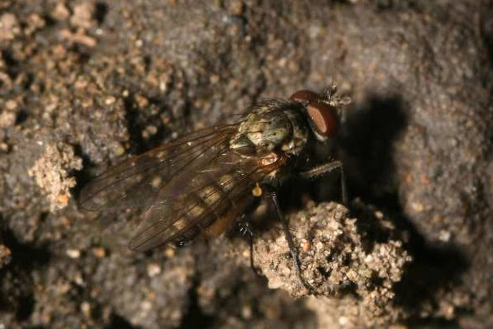 Anthomyiidae - viráglegyek