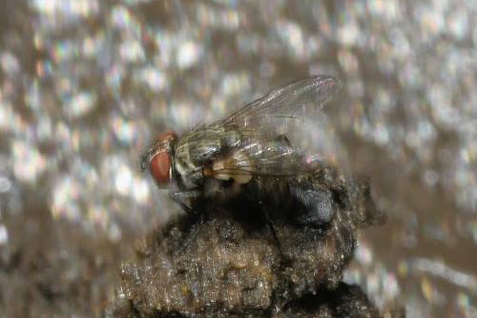 Sarcophagidae - húslégyfélék