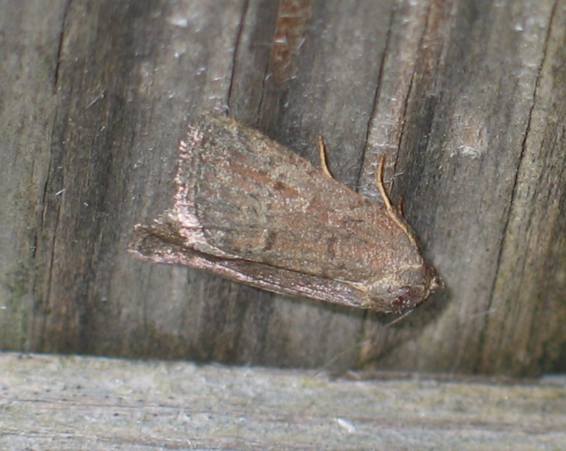 Acosmetia caliginosa - imolabagoly
