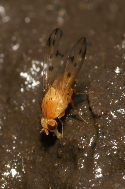 Homoneura