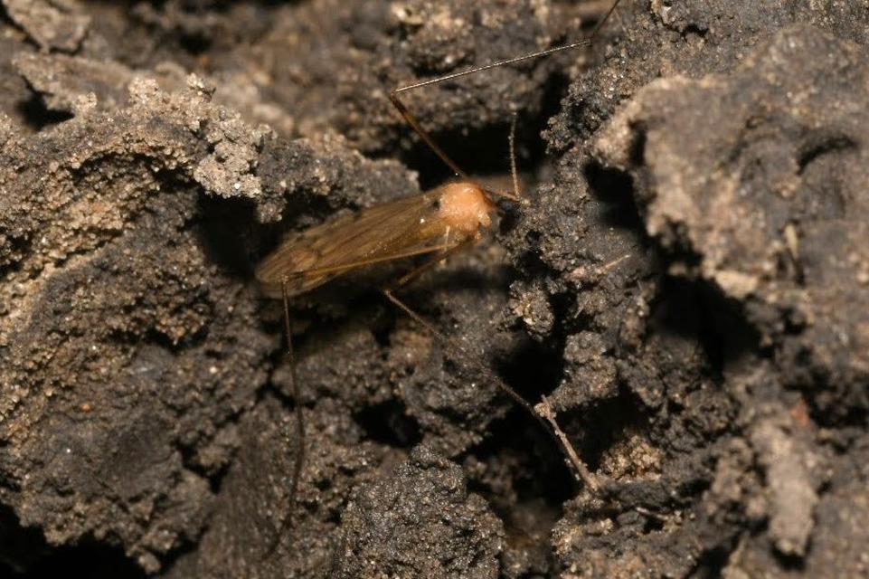 Limonia phragmitidis