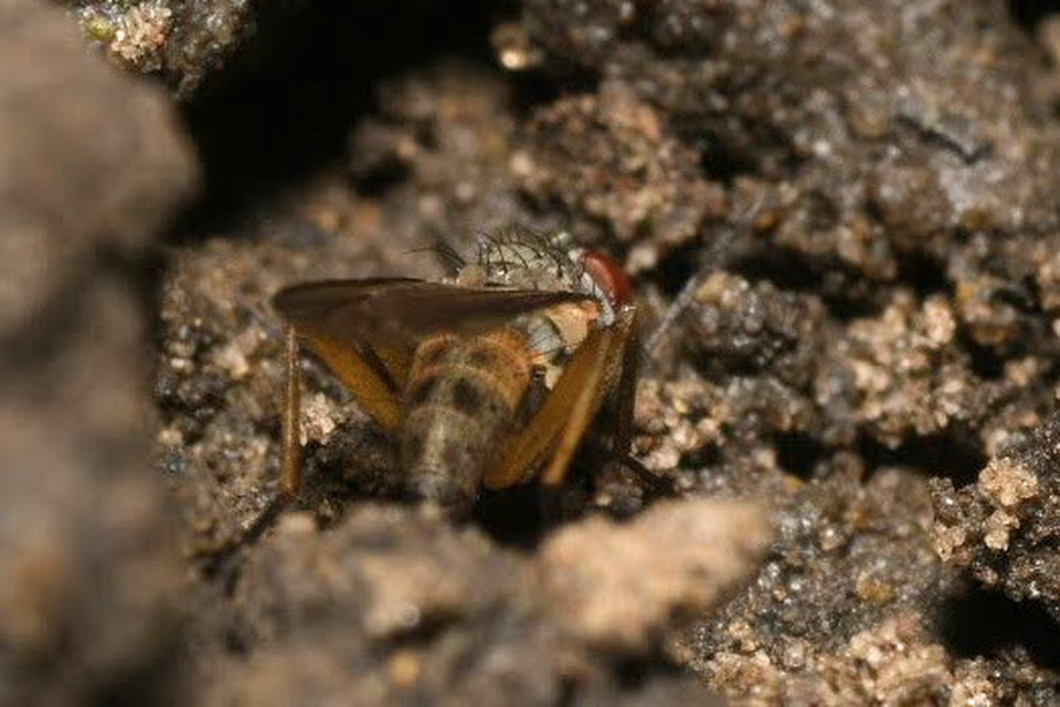 Coenosia