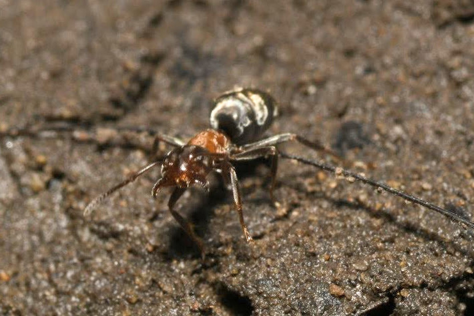 Liometopum microcephalum - tölgyfahangya