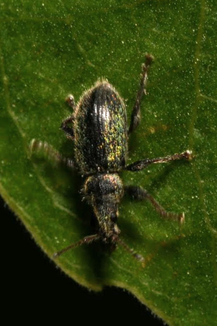 Phyllobius betulinus - változékony levélormányos