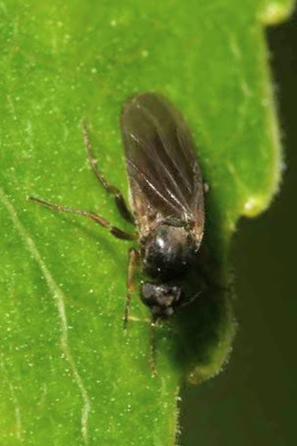 Phoridae - púposlégyfélék