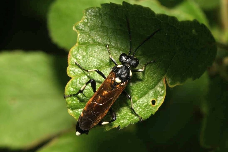 Macrophya