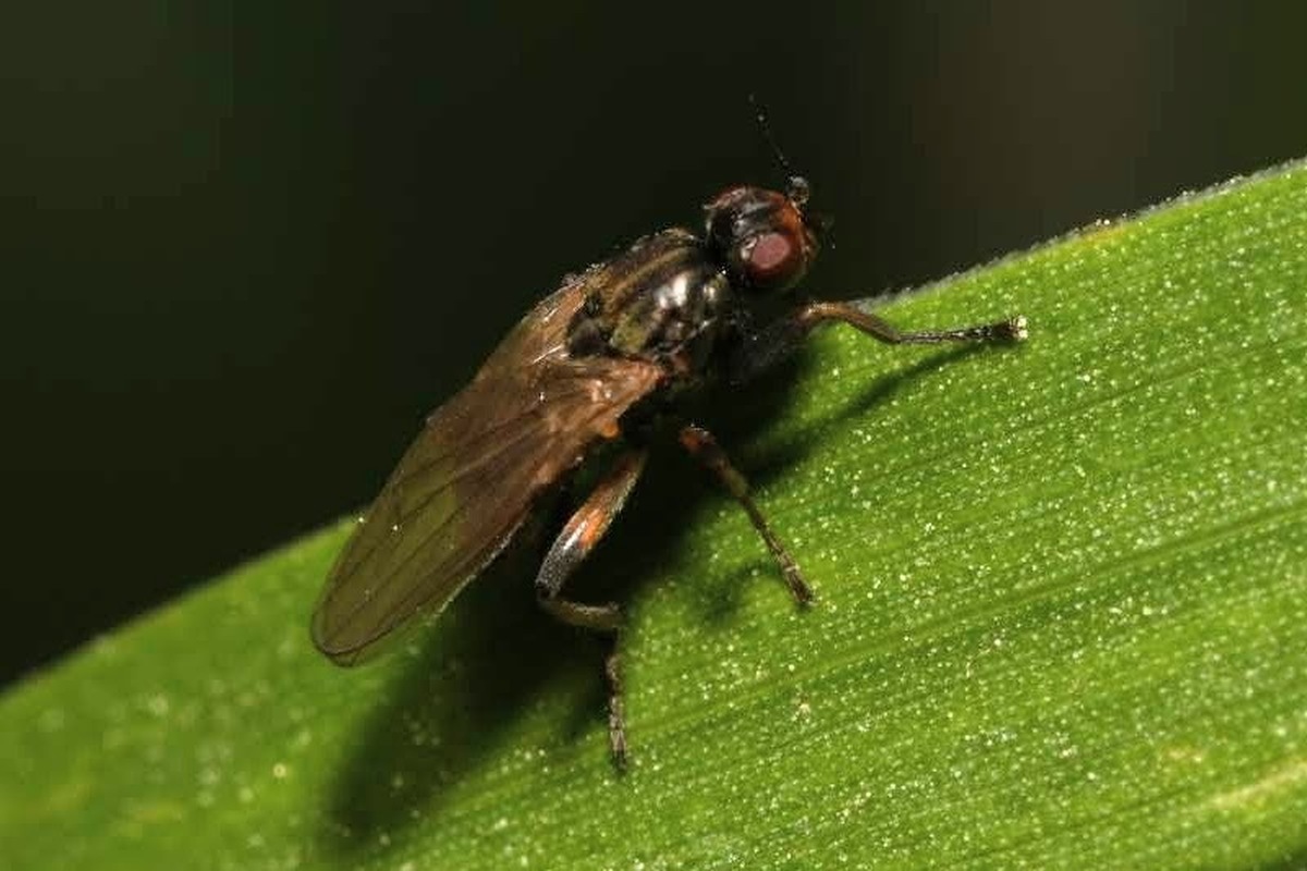 Copromyza equina