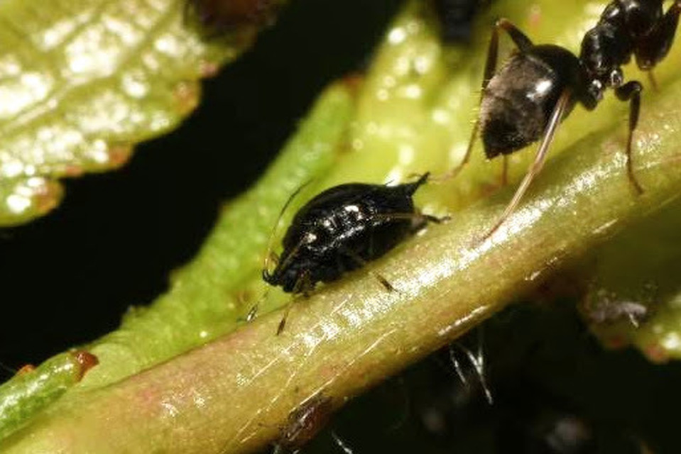 Myzus cerasi