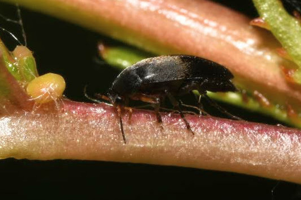 Anaspis frontalis - sárgahomlokú árvabogár