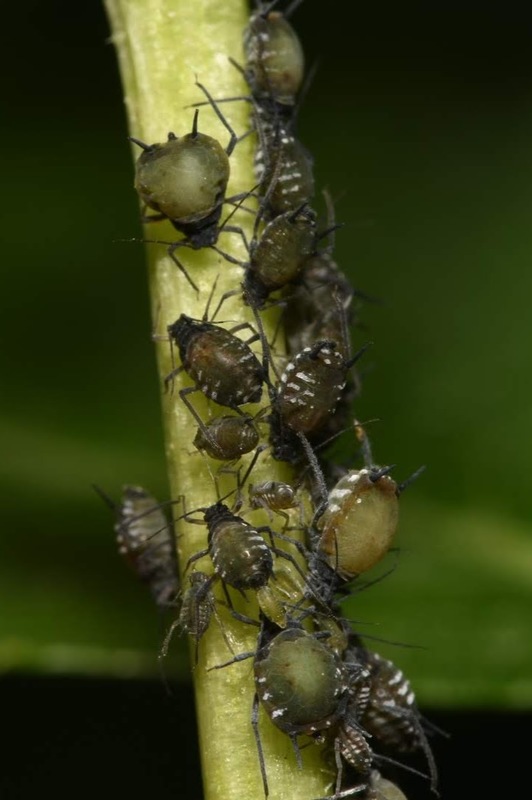 Aphis sambuci