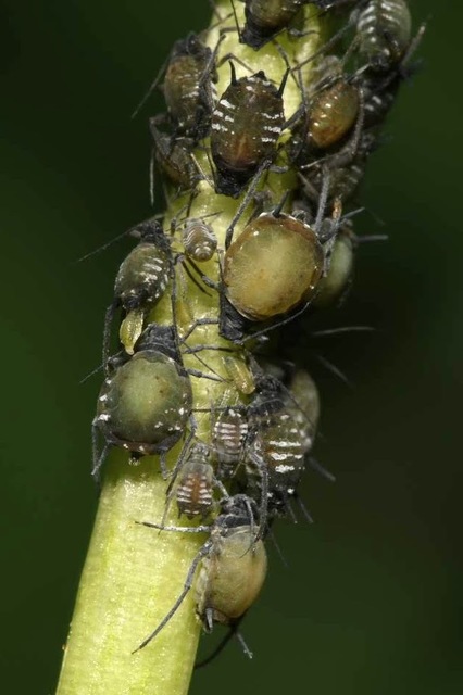 Aphis sambuci