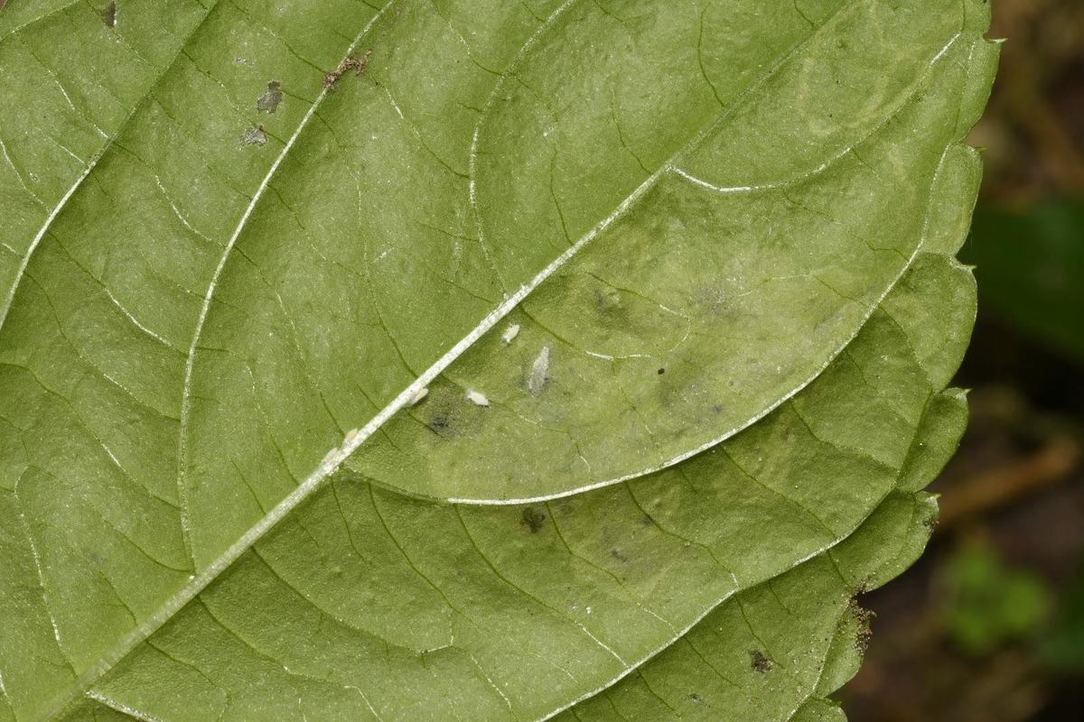 Phytoliriomyza melampyga