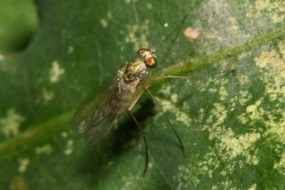 Sciapus