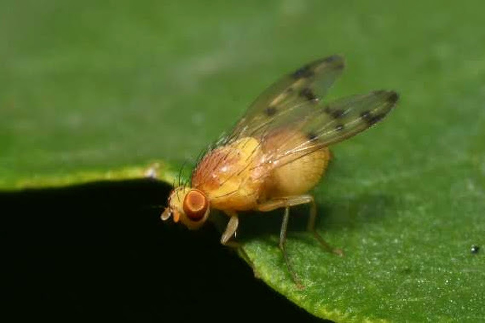 Homoneura