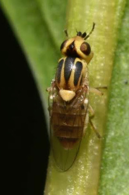Chlorops