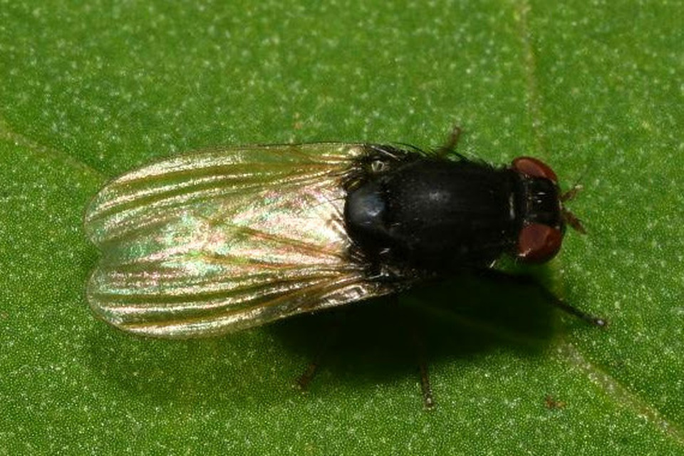 Minettia longipennis