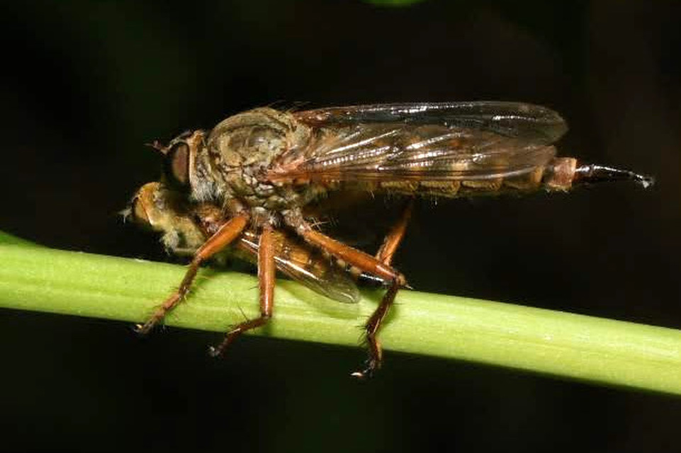 Aneomochtherus