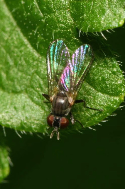 Coenosia agromyzina