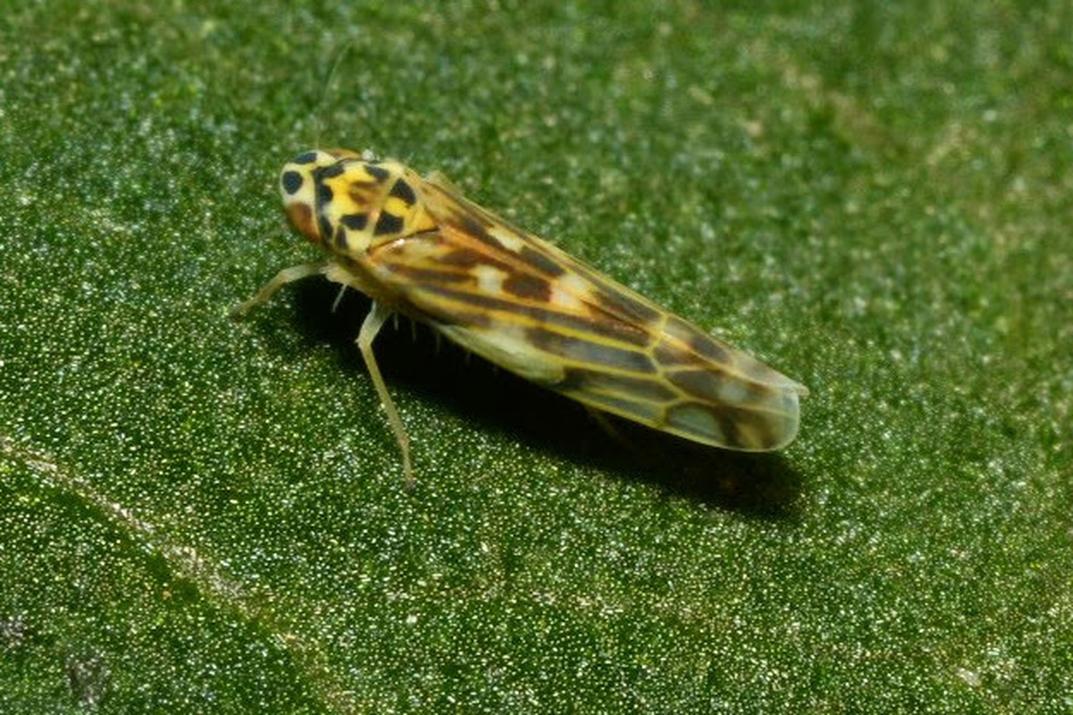Eupteryx urticae