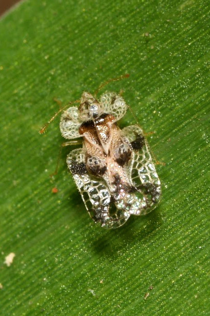 Corythucha arcuata - tölgy-csipkéspoloska