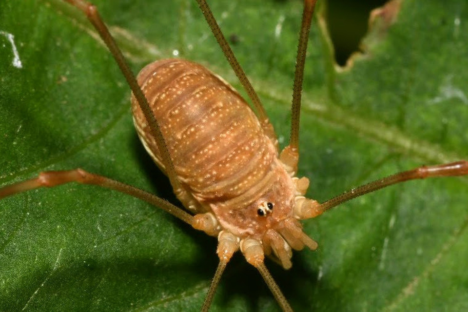 Phalangiidae