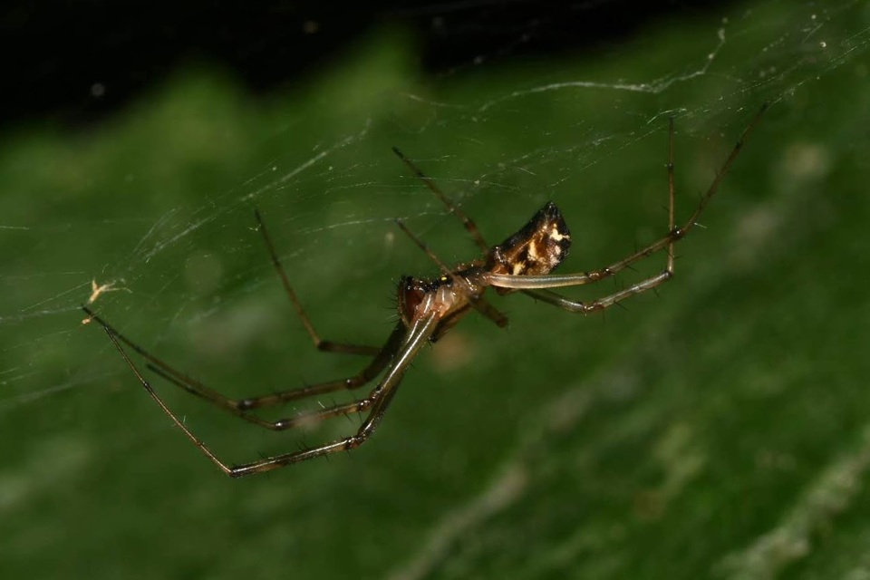 Linyphia