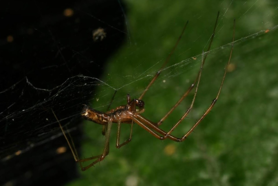 Linyphia